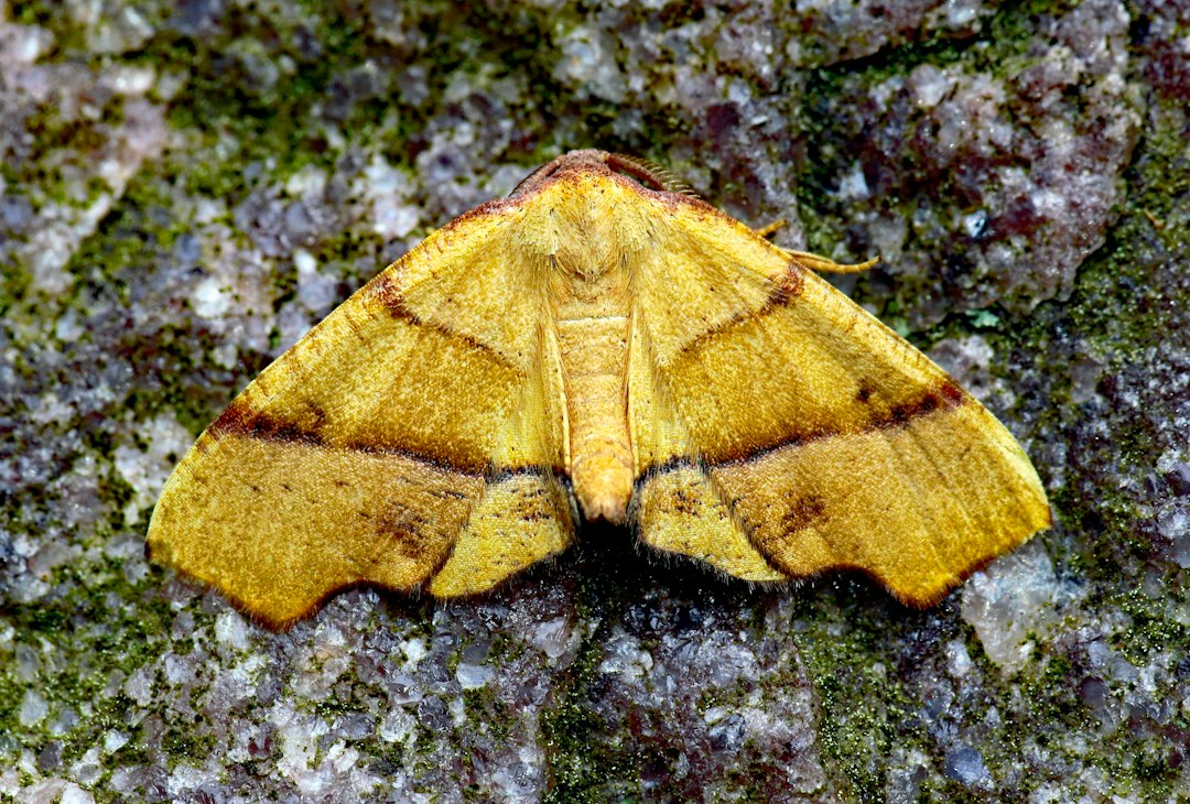 Mariposa em close, inseto que originou o termo 'bug' na computação